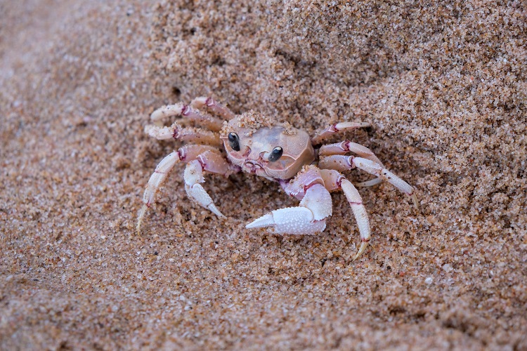 different types of crabs