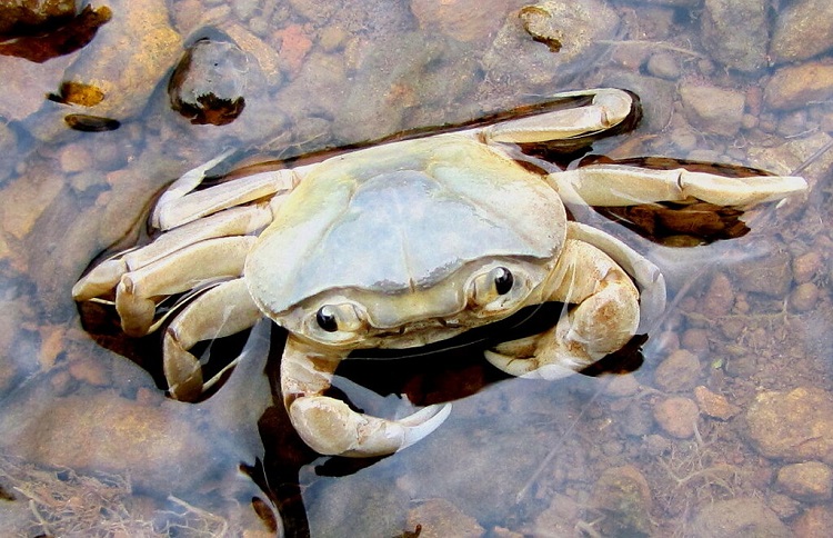 sea crab