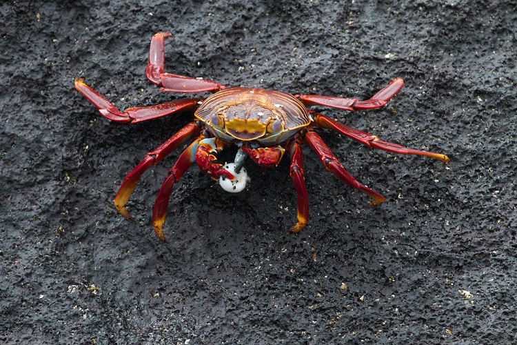 types of crabs