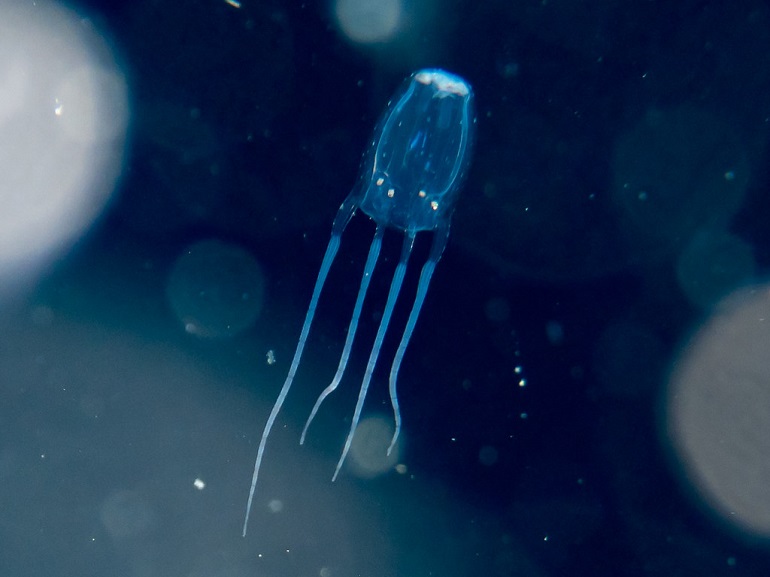 smallest jellyfish in the world