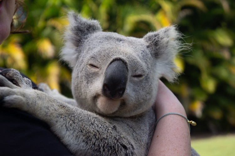 koala interesting facts