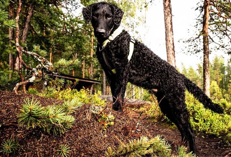 does the curly coated retriever love children