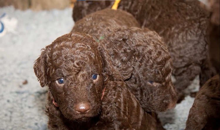 Curly hair shop retriever puppy