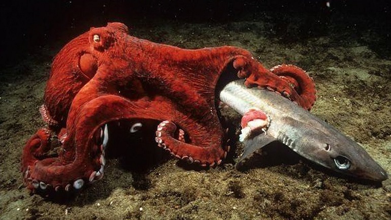 octopus fighting 
