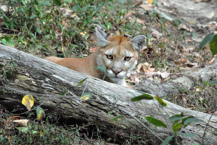 are cougars and mountain lions the same