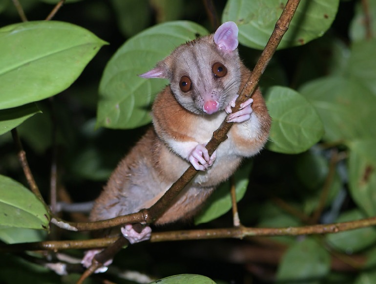 Derby's Woolly Opossum