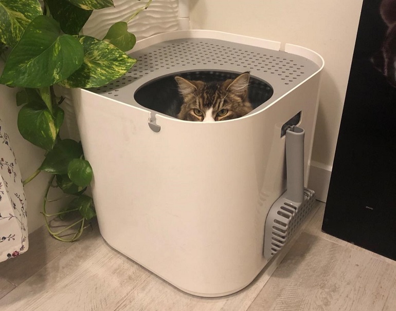 modkat litter box reviews
