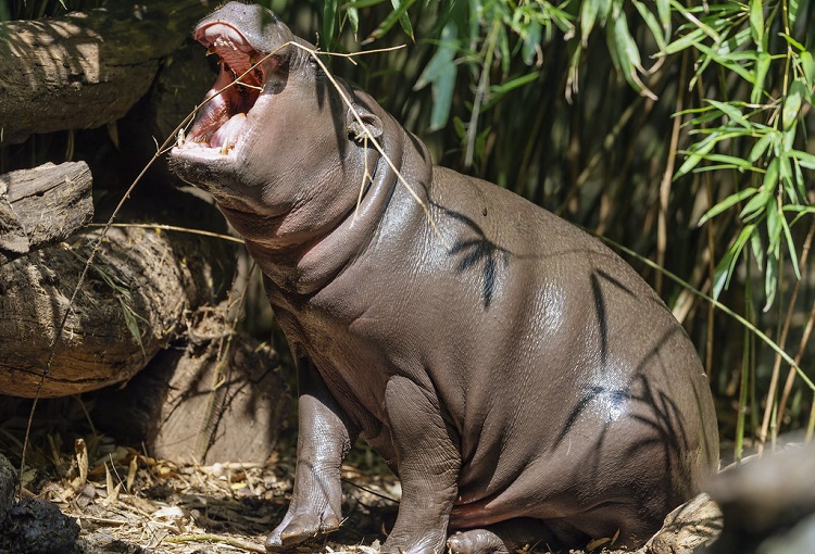 miniature hippo pet