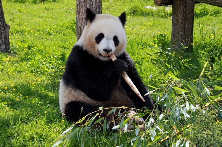 china panda