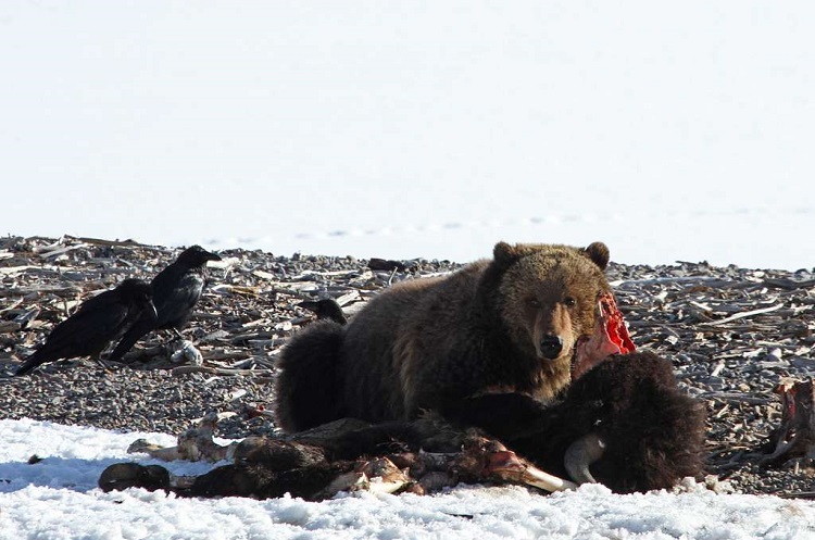 how big is a grizzly bear