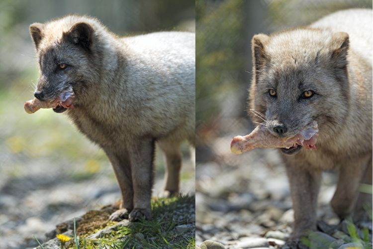 arctic fox eating plants