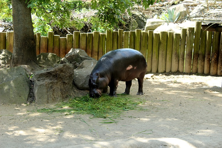 miniature hippo