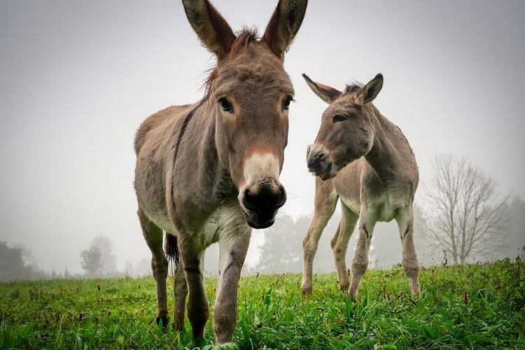 Mules Animal – All About These Reliable Pack Animals!