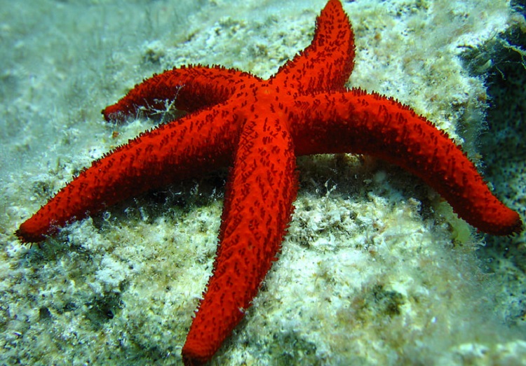 types of starfish