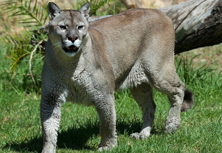 mountain lions