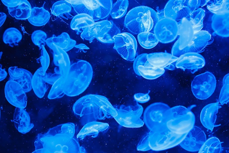 how many jellyfish are in the world
