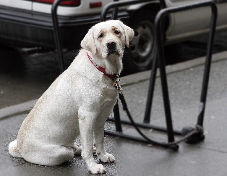 HeartBreaking Dog Theft Statistics Keep Your Pups Safe