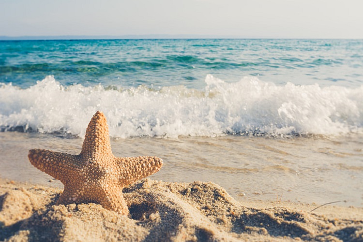 How starfish inspired businesses to come together to protect the oceans  Imagine5