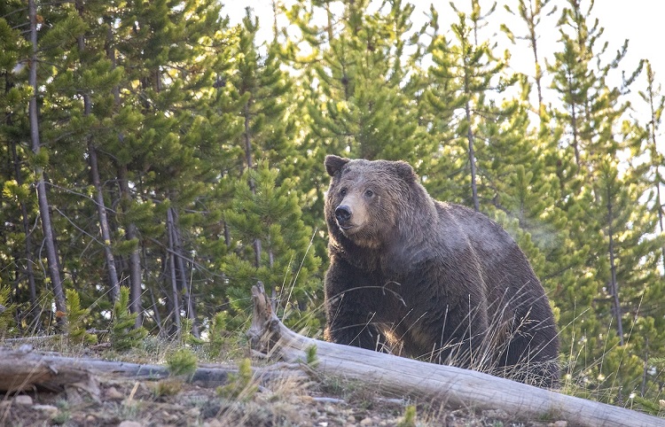 how much do grizzly bears weigh