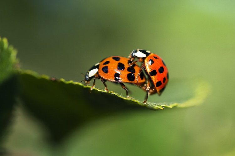 what does ladybugs eat