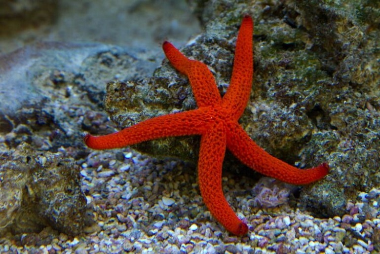 sea stars