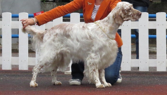 english setter pictures
