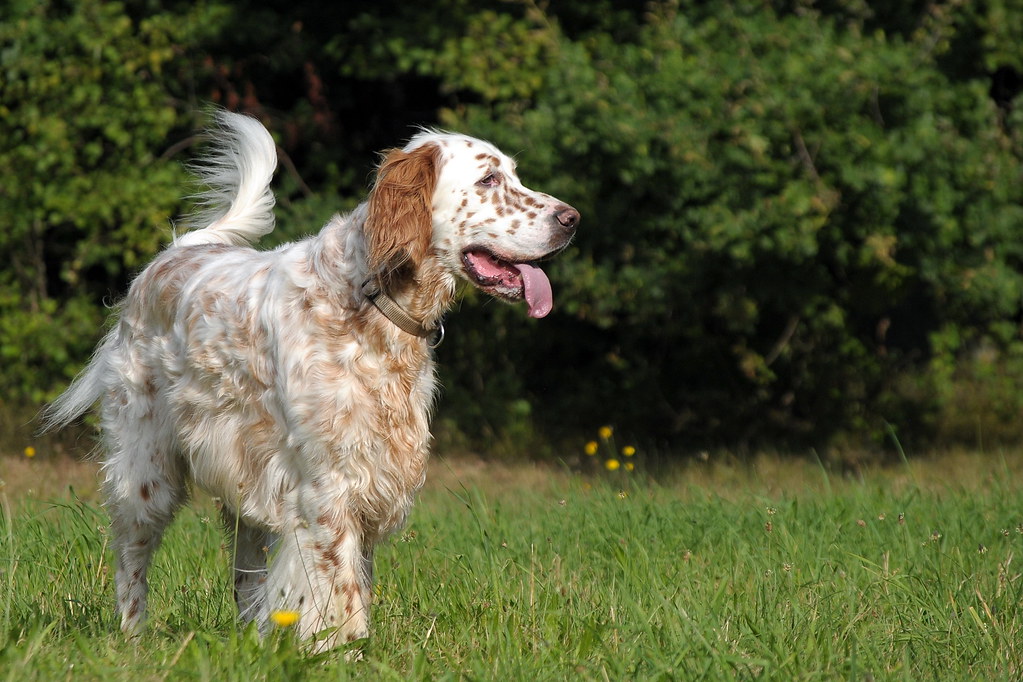 english setter dog
