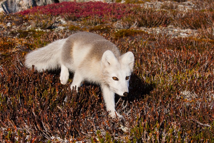 baby arctic fox tundra