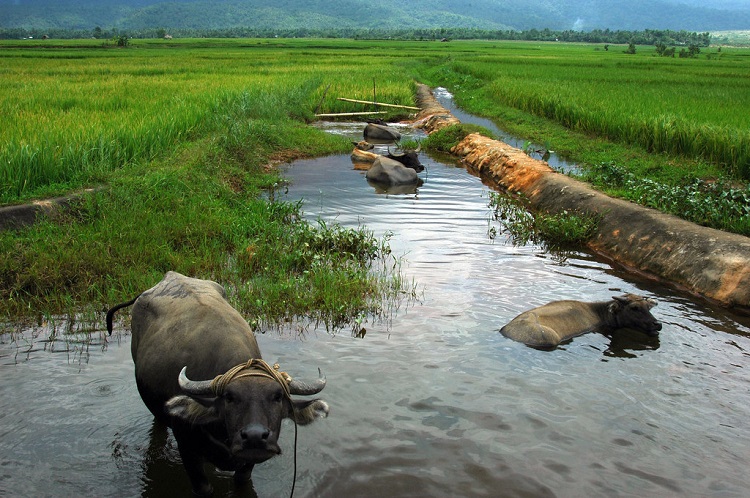 breath of the wild water buffalo