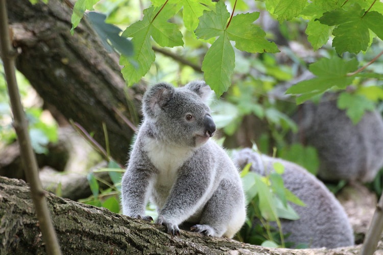  Koala  