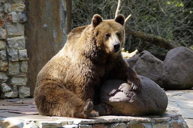 grizzly bear size