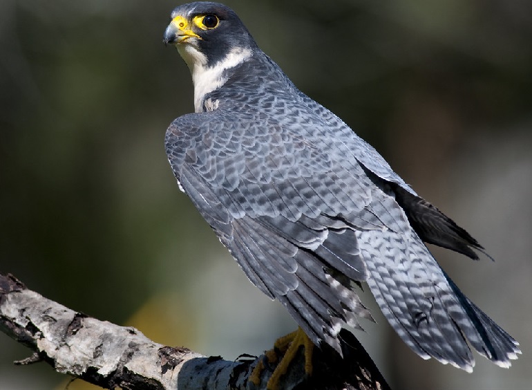 falcon bird the colors