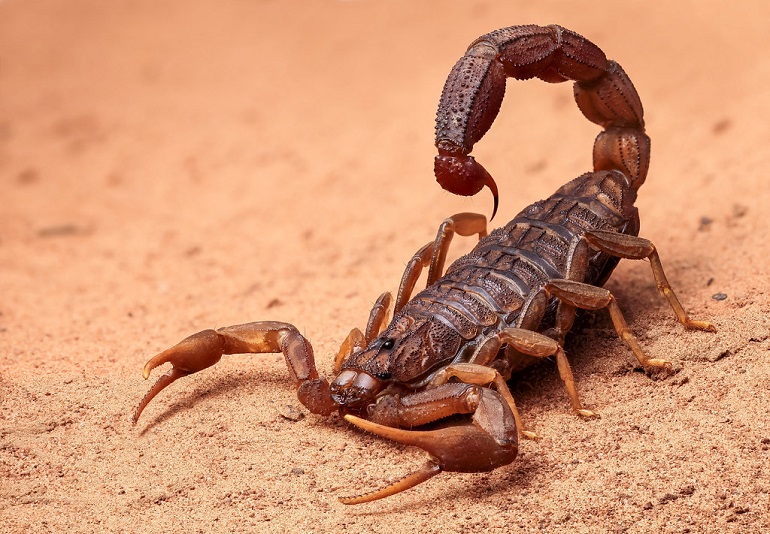 cephalothorax scorpion