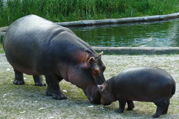 pygmy hippopotamus