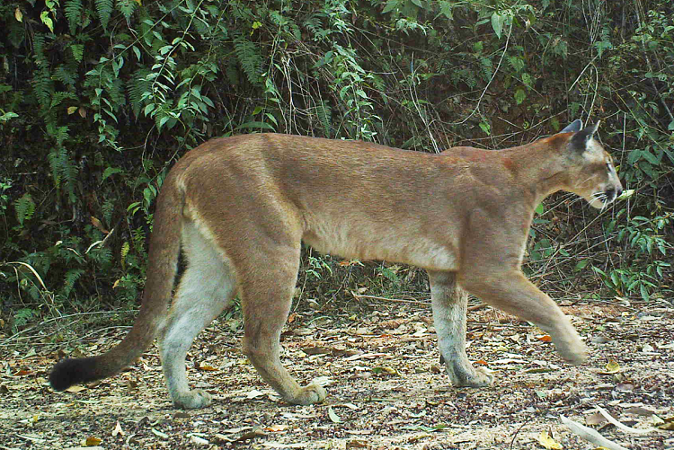 how big is a mountain lion