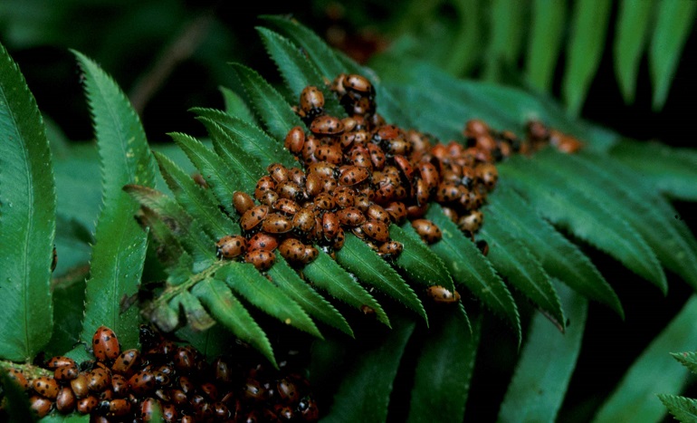 lady bugs