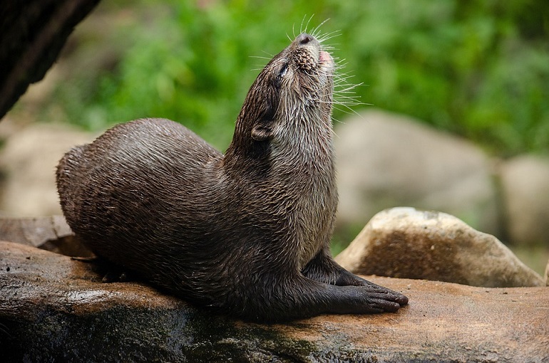 domesticated otters
