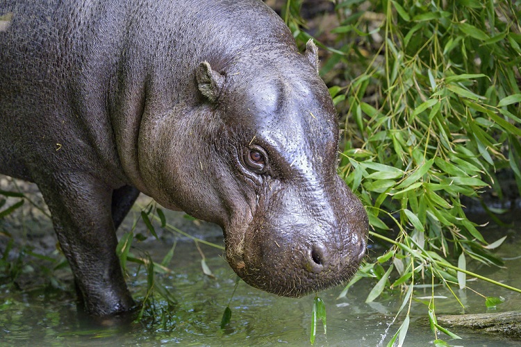 small hippo