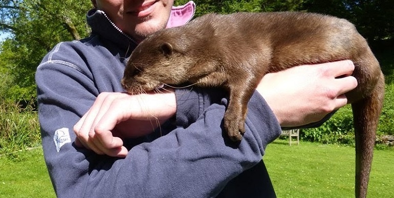 can i have a pet otter
