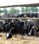 factory farmed meat