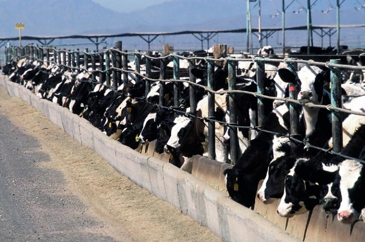 Reality Of Factory Farmed Cows – From Pasture To Prison