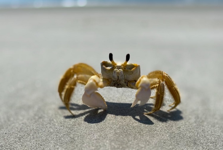 the crab