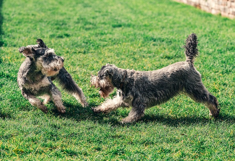 are schnauzers lap dogs