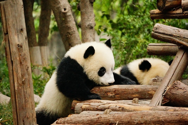 These cuddly pandas are more dangerous than they look