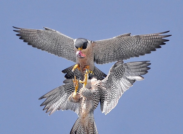 falcon wingspan
