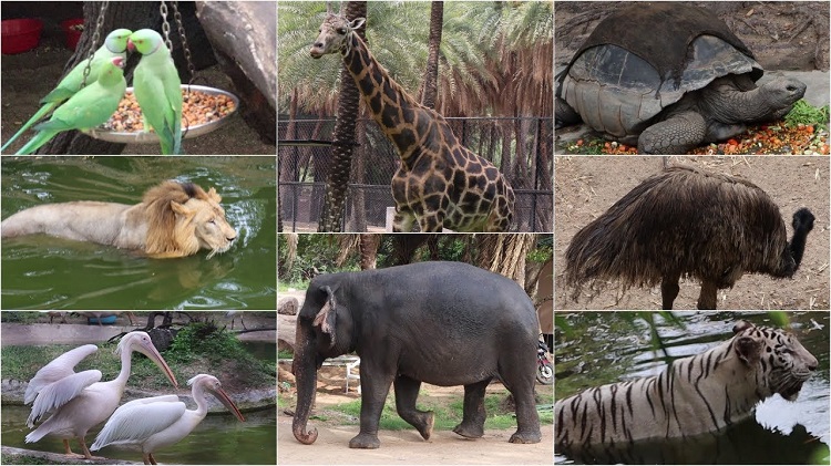 Get Ready To Explore The Wonder Of Farm Animals Get Ready To Explore The Wonder Of Farm Animals