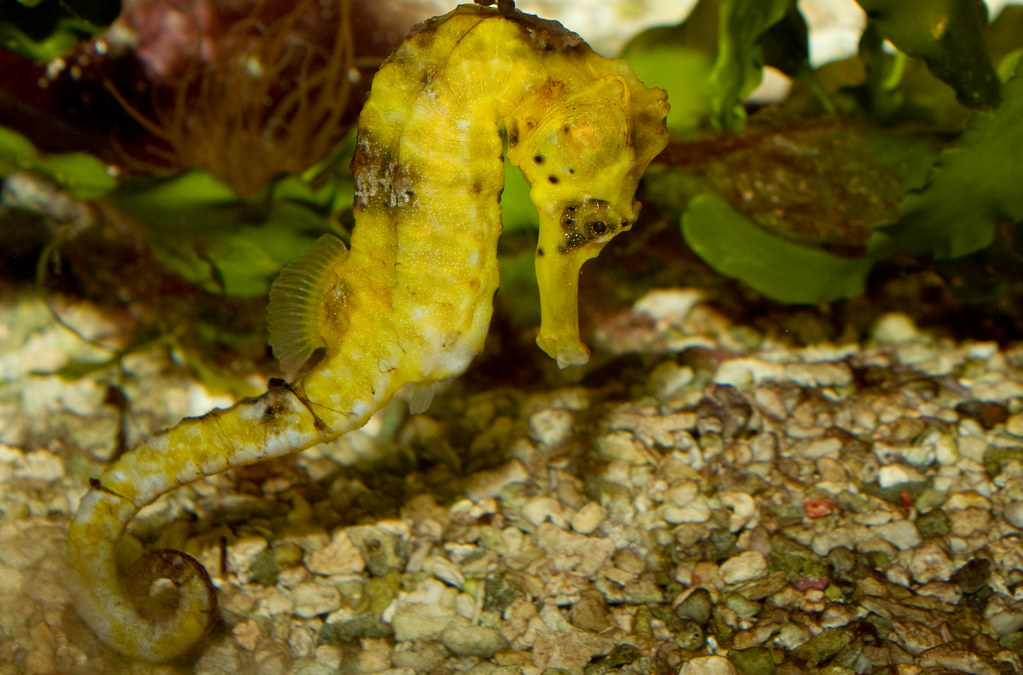 seahorse lifespan
