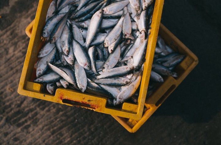 overfishing statistics
