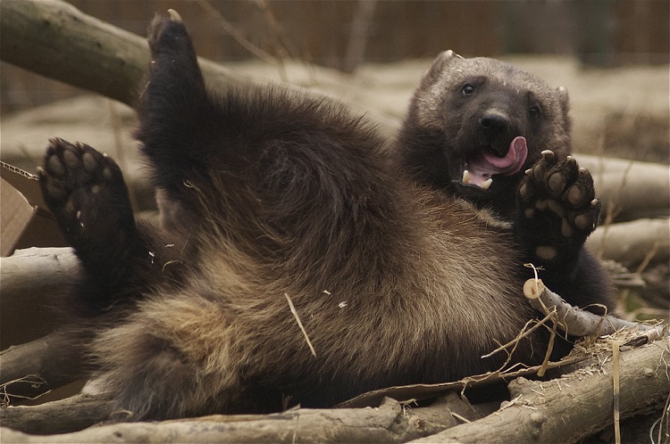 wolverine animal claws