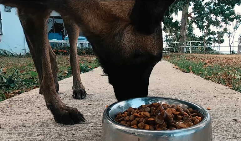 belgian puppy diet